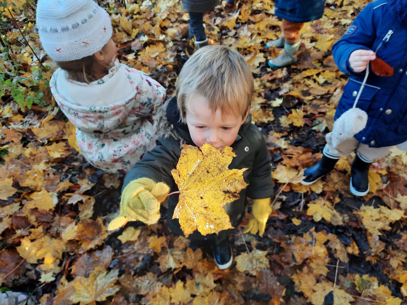 Une petite fille montre une grande feuille d'érable jaune